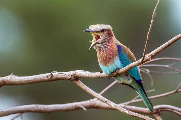 Vogel die op een tak zit