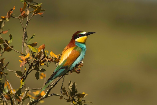 Vogel die op een tak zit