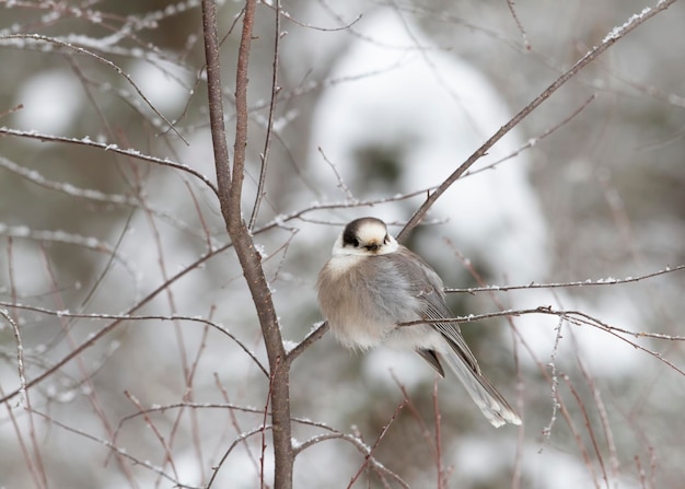 Foto vogel die op een tak zit