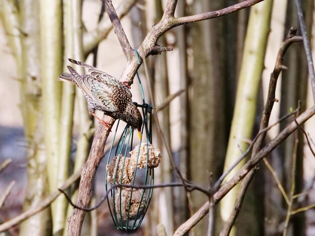 Foto vogel die op een tak zit