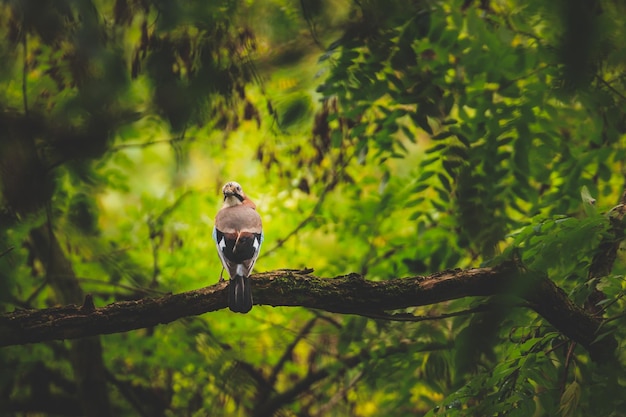 Foto vogel die op een tak zit