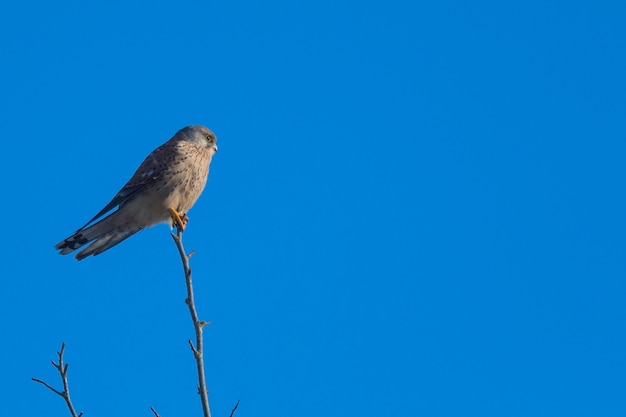 Vogel die op een tak zit
