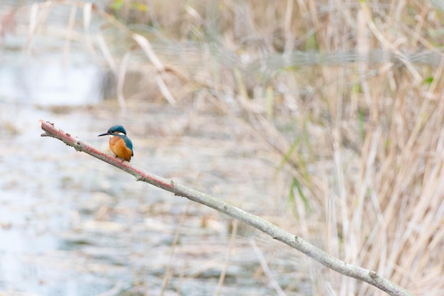 Foto vogel die op een tak zit