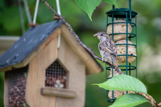 Foto vogel die op een voederbak zit