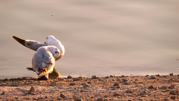 Vogel die op het strand staat