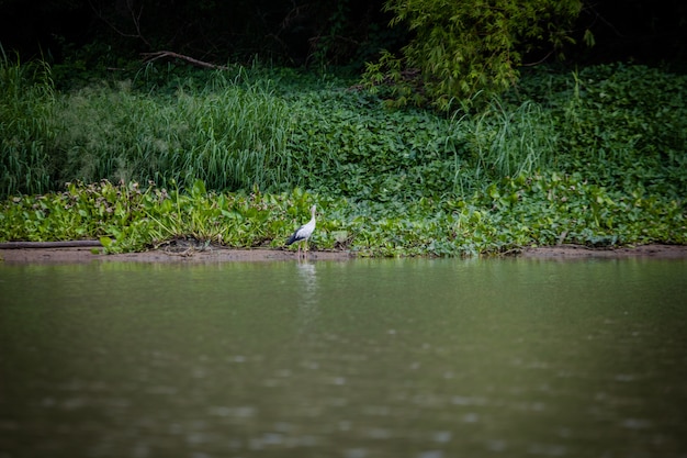 Vogel die op waterplant lopen