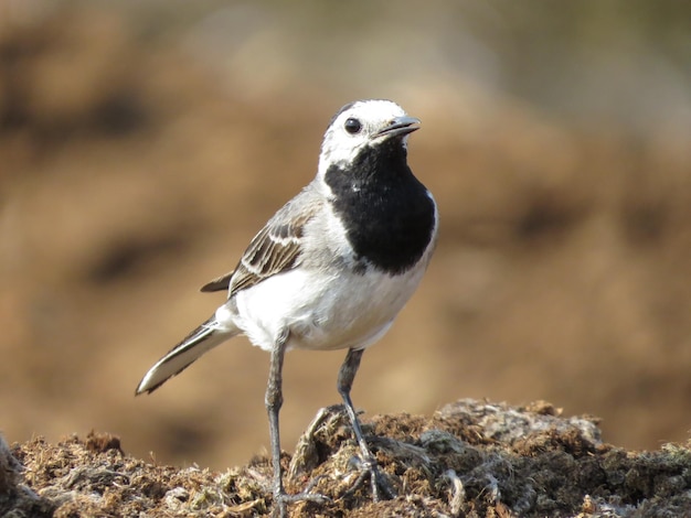 Vogel en prachtige natuur