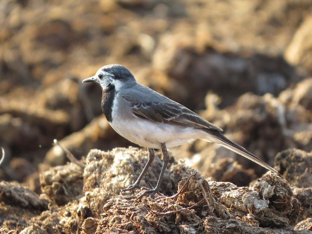 Vogel en prachtige natuur