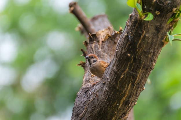 Vogel (Euraziatische mus, Passer montanus)