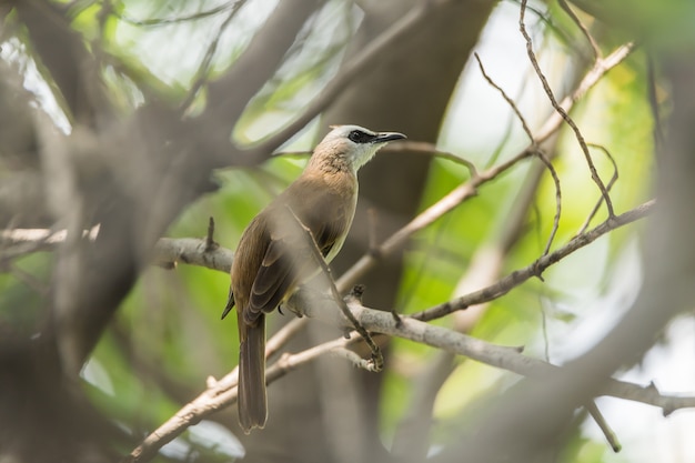 Vogel (Geel-geventileerde Bulbul) op boom in aardwild