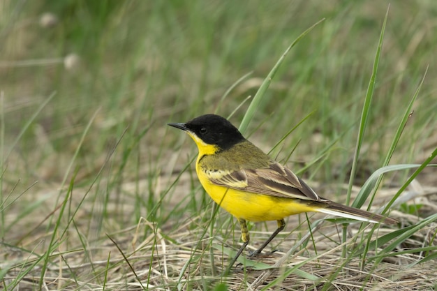 Vogel gele kwikstaart Motacilla flava mannelijke lentetijd