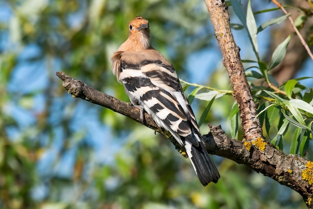 Vogel hop Euraziatische hop Upupa epops zittend op een tak