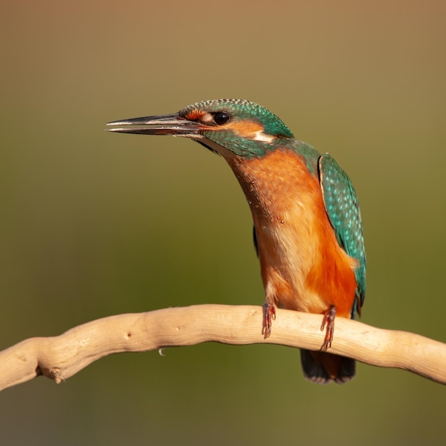 Vogel IJsvogel kop close-up Alcedo atthis