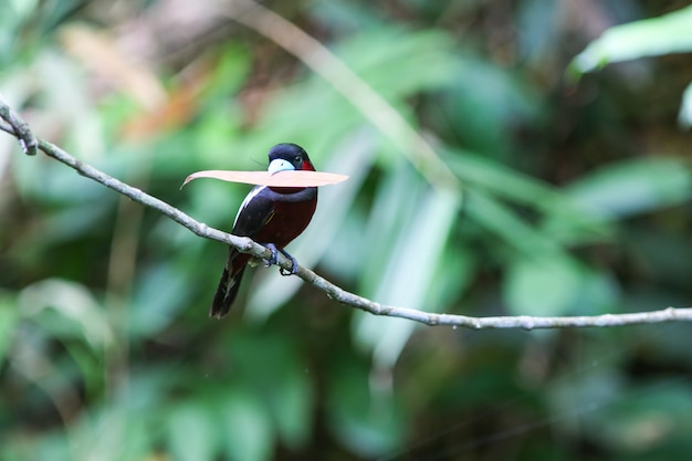 Vogel in de natuur