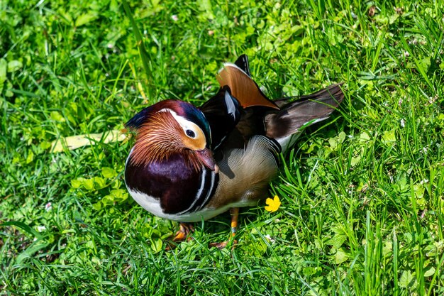 Vogel in de natuur