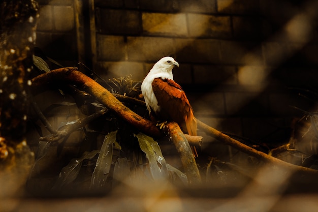 Foto vogel in een kooi