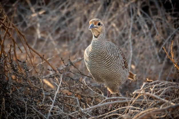 Vogel in een veld