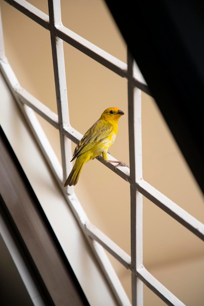 VOGEL IN EEN VENSTER