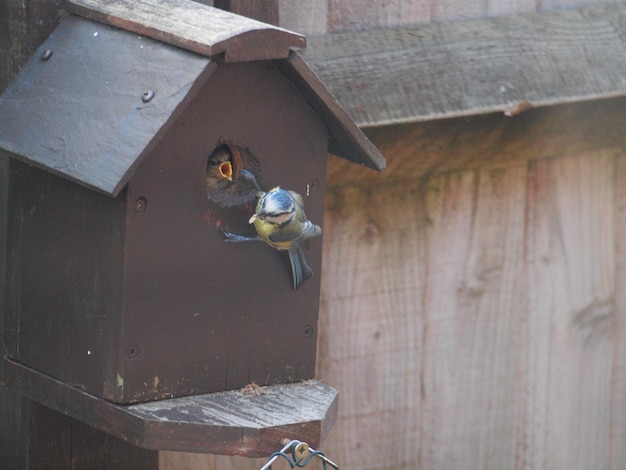 Vogel in het huis.