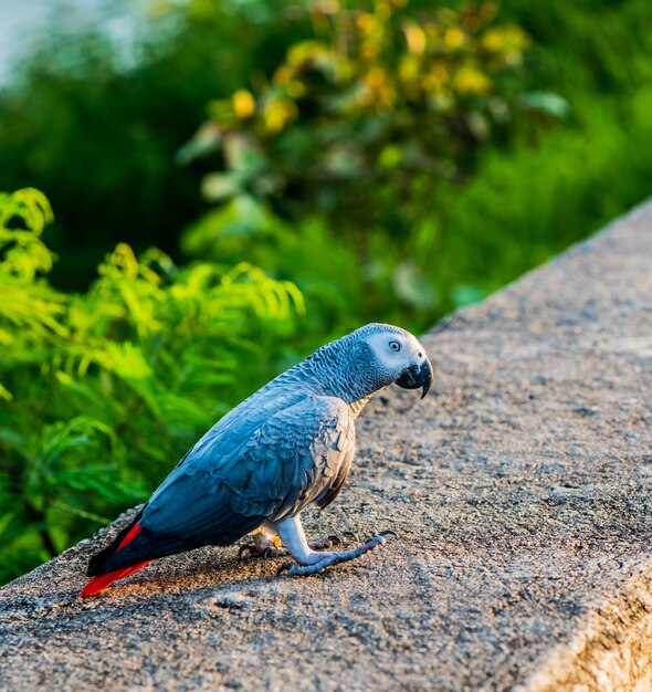 vogel in het natuurpark in de avond