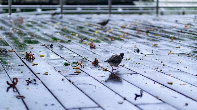 Vogel in regenachtige middag