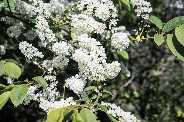 Vogel Kersenbloemen