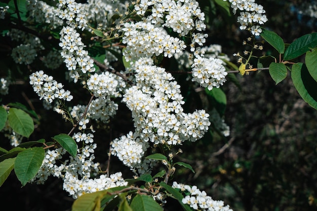 Vogel Kersenbloemen