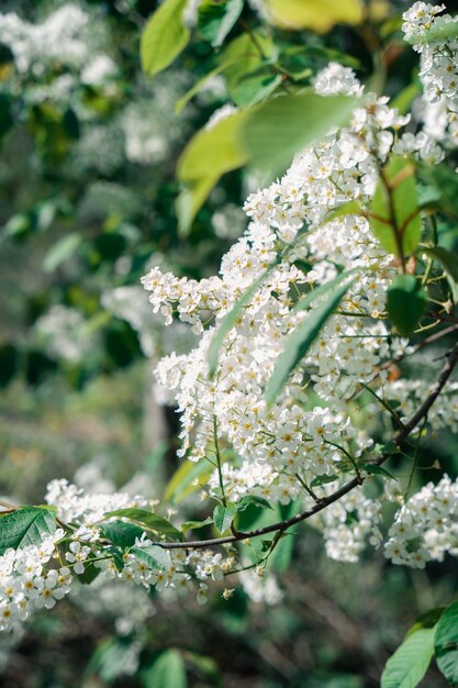 Vogel Kersenbloemen