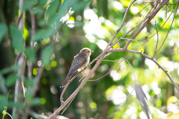 Vogel klagende koekoek in een wilde natuur