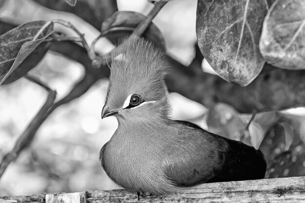 Vogel klein dier met rode snavel groen tuft en veren zittend op houten baars in bos met groene bladeren bomen op zonnige zomerdag op natuurlijke achtergrond dieren in het wild en natuur ornithologie