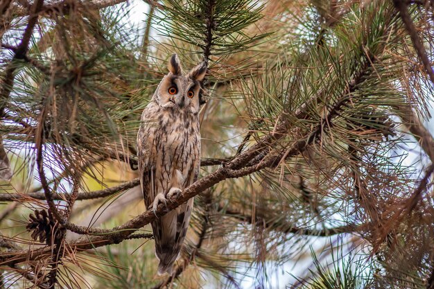 Vogel lange oren uil. asio otus in het wild.