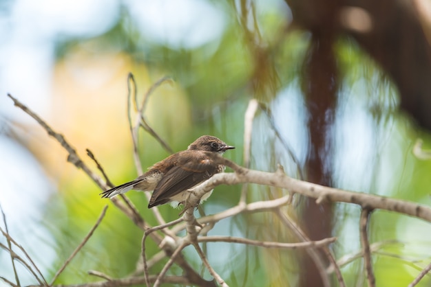 Vogel (Maleise Bonte Fantail) in een wilde natuur