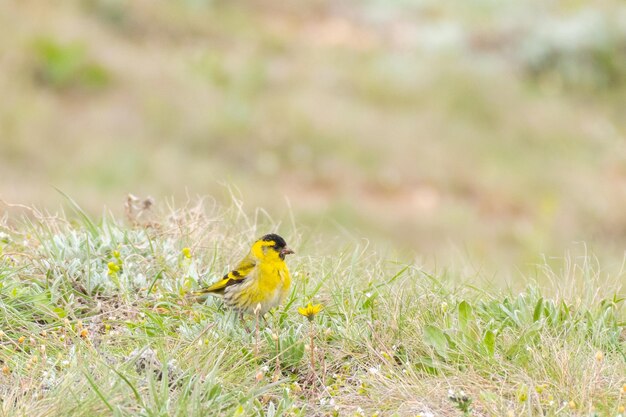 Vogel mannelijke sijs Spinus spinus migrerende vogel in het voorjaar.