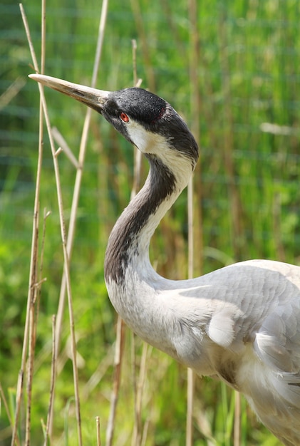 vogel met lange snavel