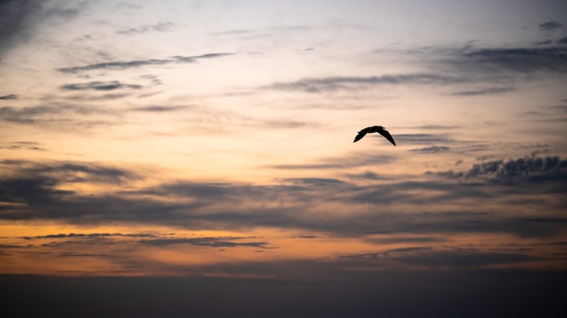 Vogel met open vleugels op de zonsondergangachtergrond. Zeemeeuwsilhouet op dramatische hemel