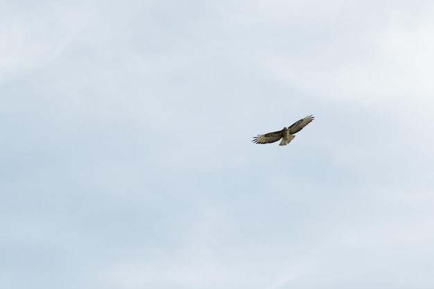 Vogel met zwarte oren vlieger om in de lucht te vliegen