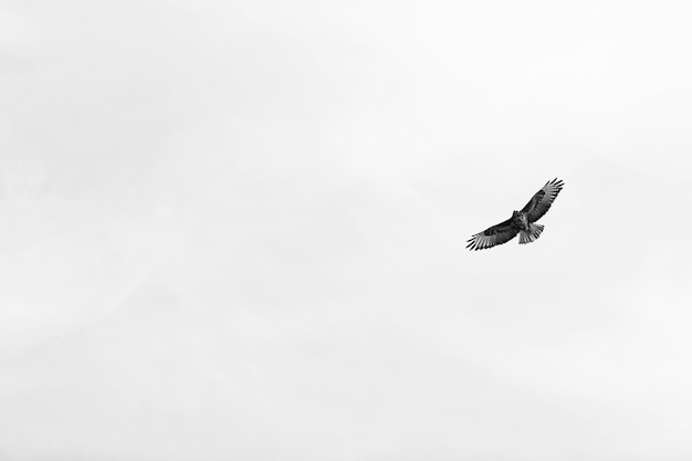 Vogel met zwarte oren vlieger om in de lucht te vliegen