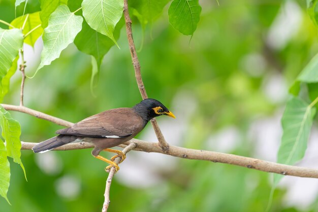 Vogel (Mynas of Sturnidae) in een wilde natuur