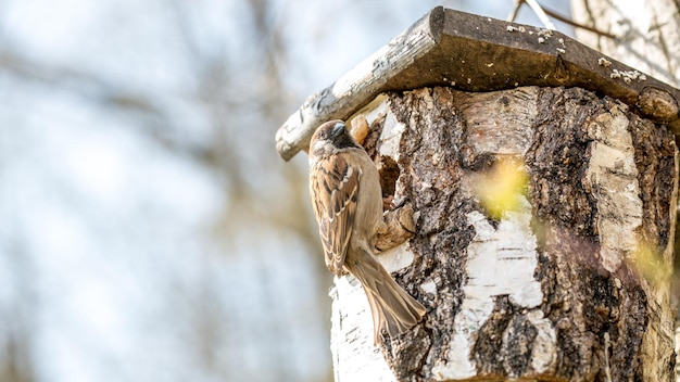 Vogel neergestreken op rustieke berkenstronk Vogelhuis