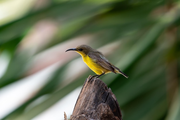 Foto vogel olivebacked sunbird op boom in wilde natuur