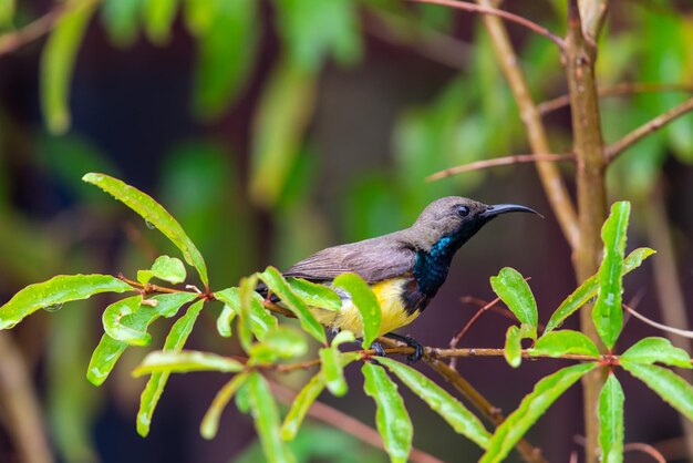 Vogel Olivebacked sunbird op boom in wilde natuur