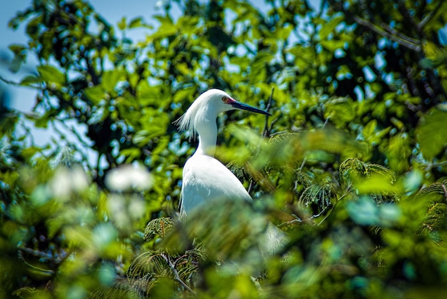 Vogel op boom