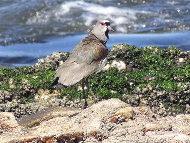 Foto vogel op de rots bij de zee