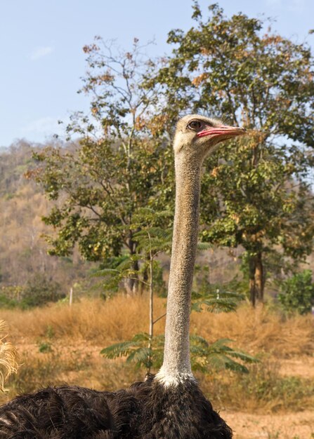 Foto vogel op een boom