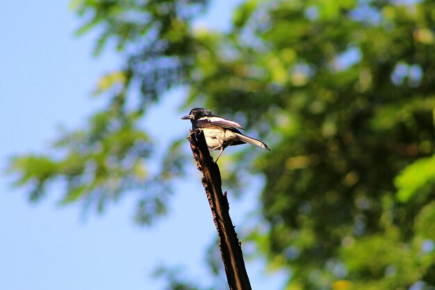 Foto vogel op een boom