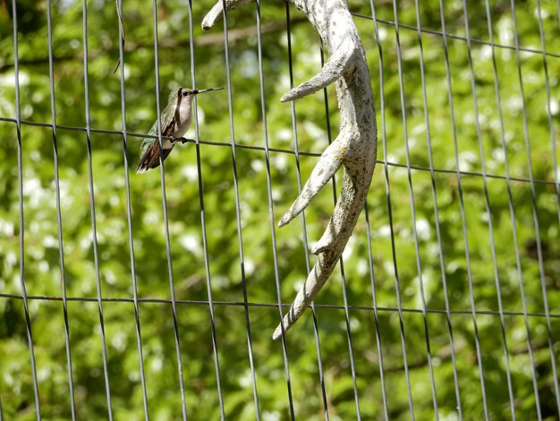 Foto vogel op een hek.