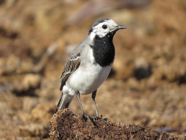 Vogel op een prachtige achtergrond