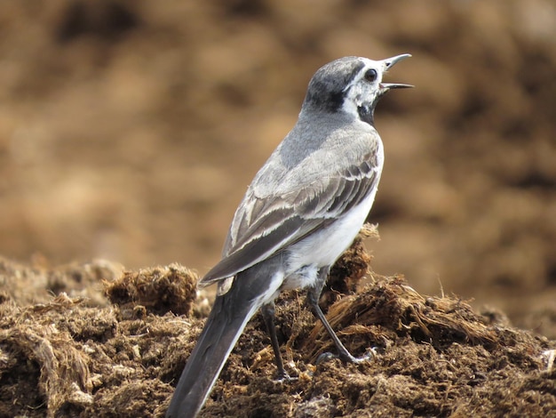 Vogel op een schilderachtige achtergrond