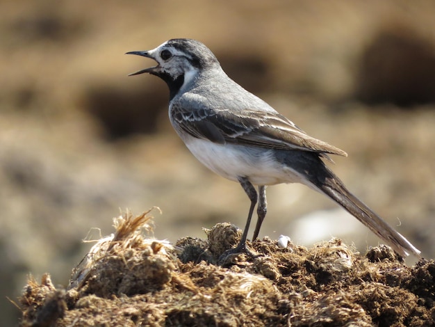 Vogel op een schitterende locatie