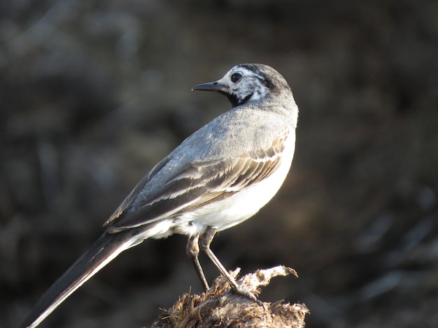 Vogel op een schitterende locatie